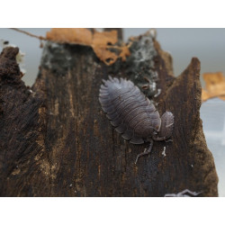 Armadillidium peraccae x 100