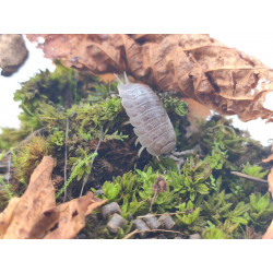 Porcellio laevis ' Wild ' x...