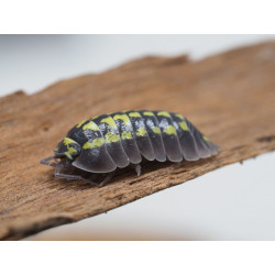 Armadillidium gestroi x 200...