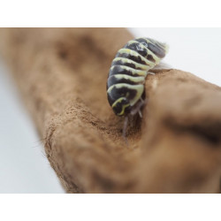 Armadillidium maculatum '...