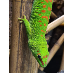 Quatuor Phelsuma...